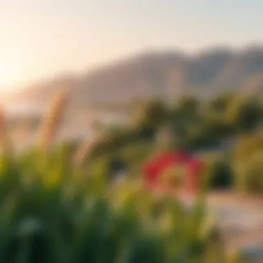 Ecological Features of Al Jazer Dam Park Ecological features of Al Jazer Dam Park with diverse flora