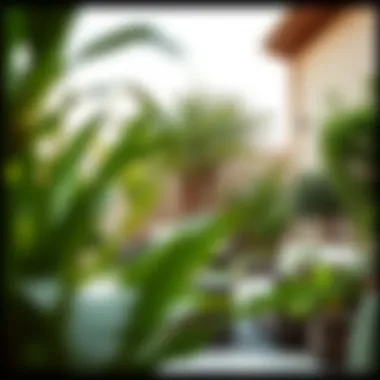 Serene Outdoor Spaces in Dubai Villas Tranquil outdoor space featuring lush greenery