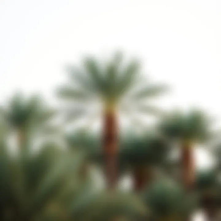 Diverse Palm Species: The Heart of Dubai's Greenery Diverse Palm Species in Dubai