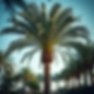 Elegant Royal Palm: An Icon of Luxury and Style Elegant Royal Palm Tree