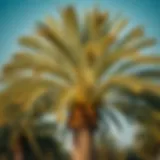 Majestic Date Palm in Dubai