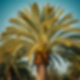 Majestic Date Palm in Dubai