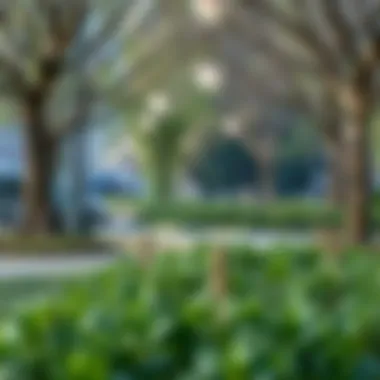 Exploring the Essence of Parks: An Integral Component of Urban Living Introduction